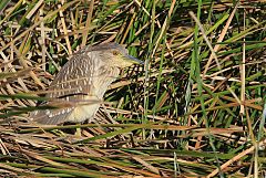 Black-crowned Night-Heron